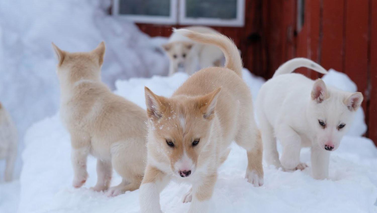 Husky puppies