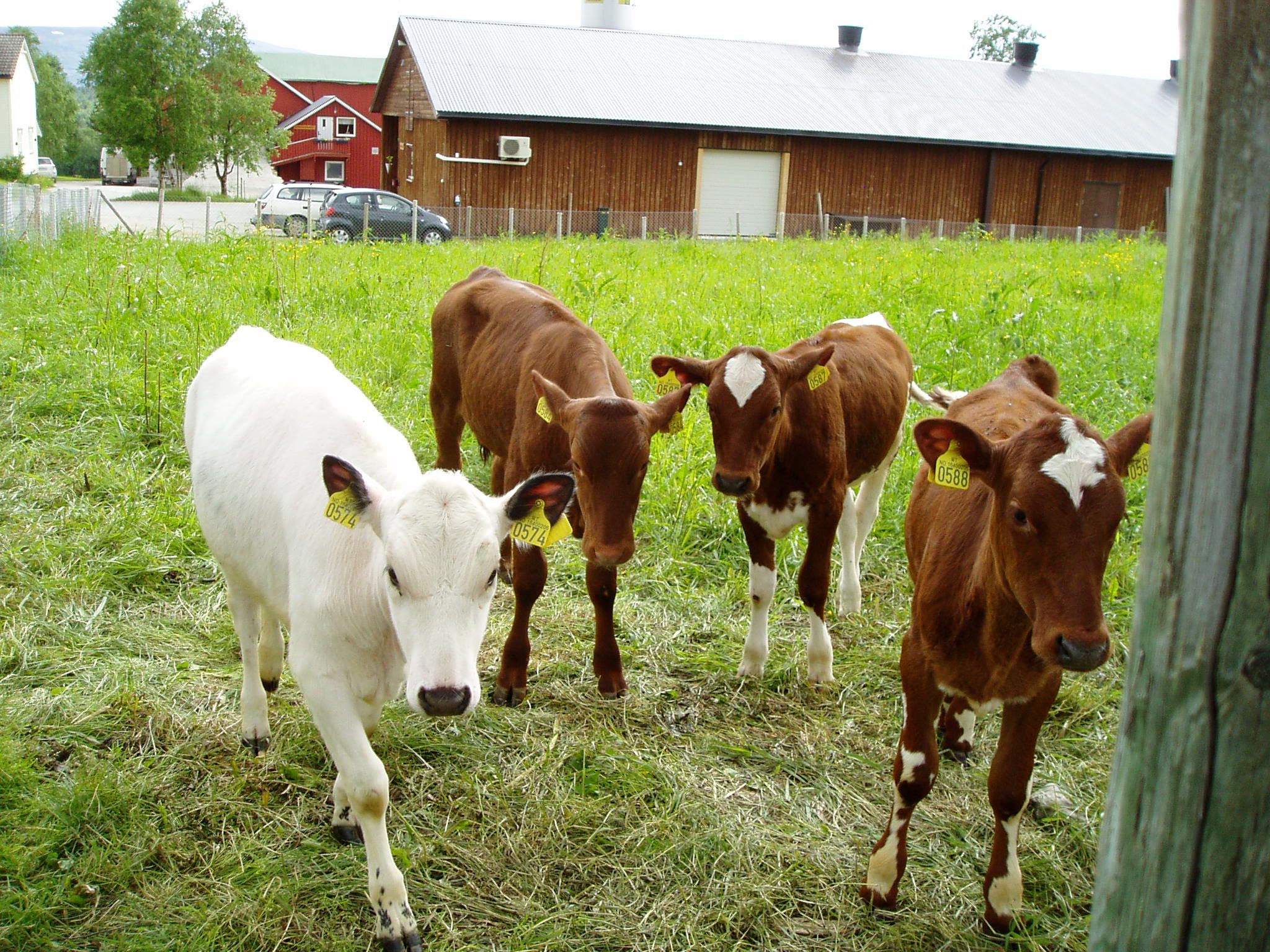 cows