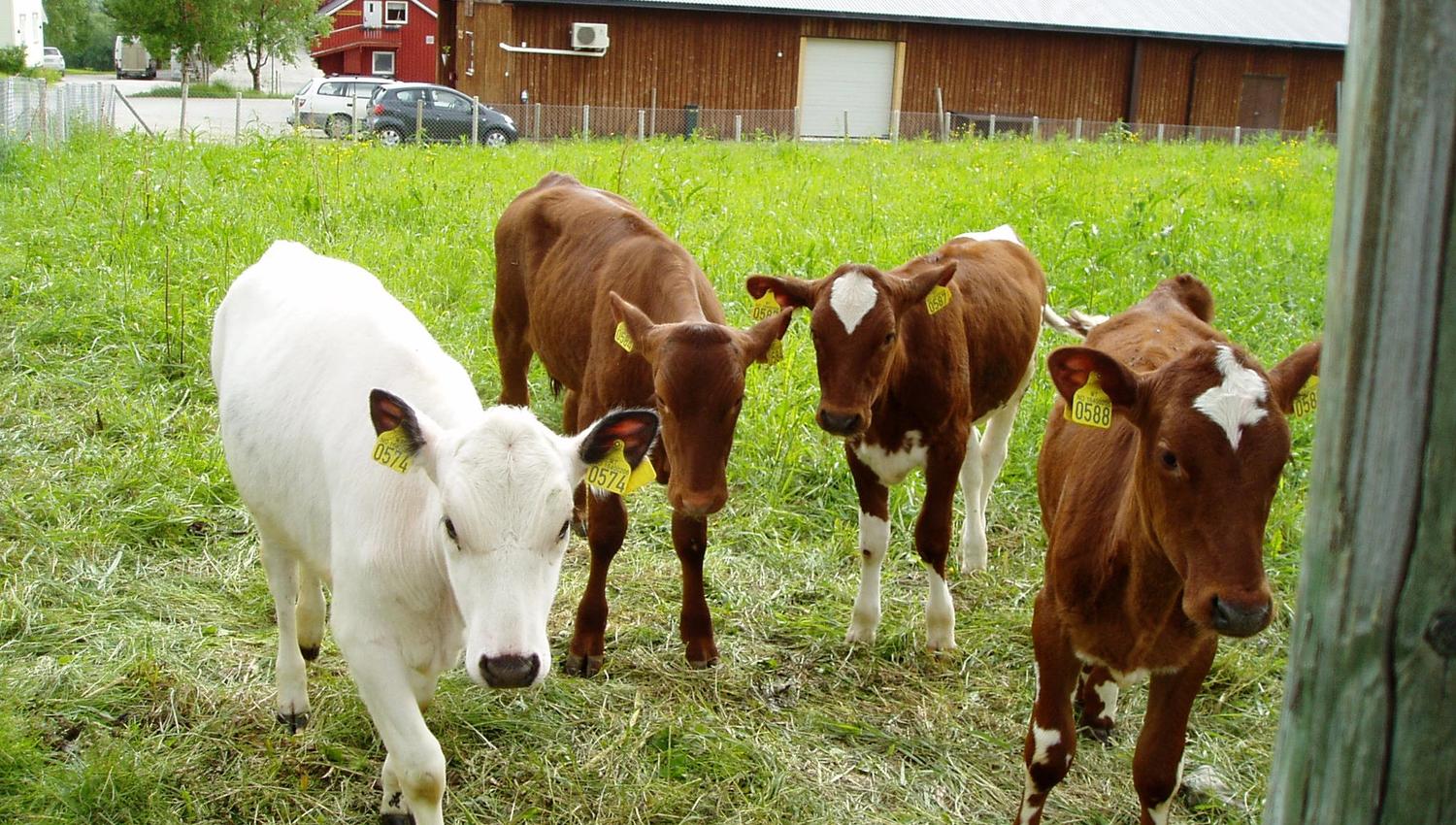cows