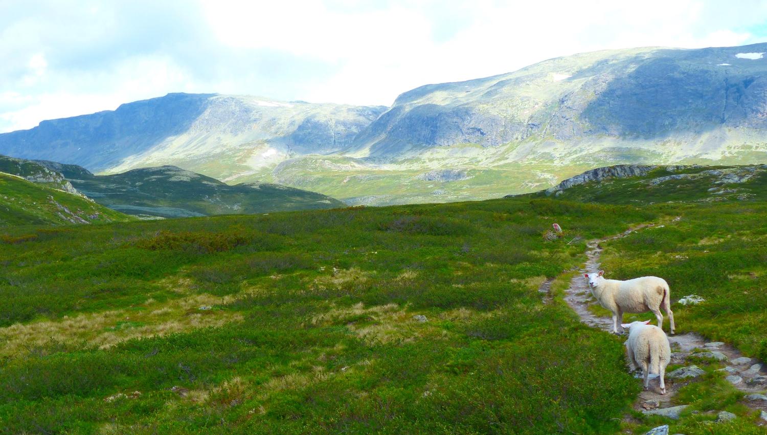 Mørehovda