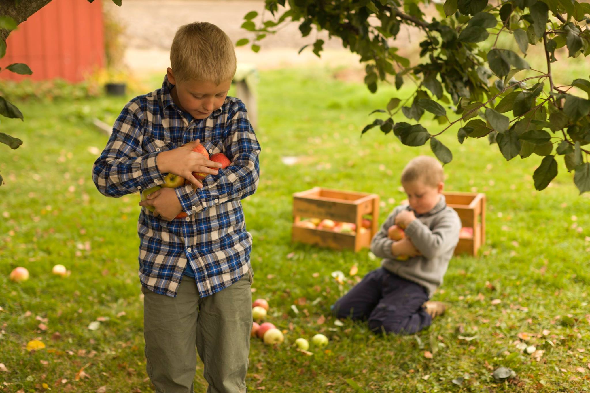 Two boys are picking apples in a garden. One is standing, holding several apples in his arms, while the other sits on the grass, placing apples into a