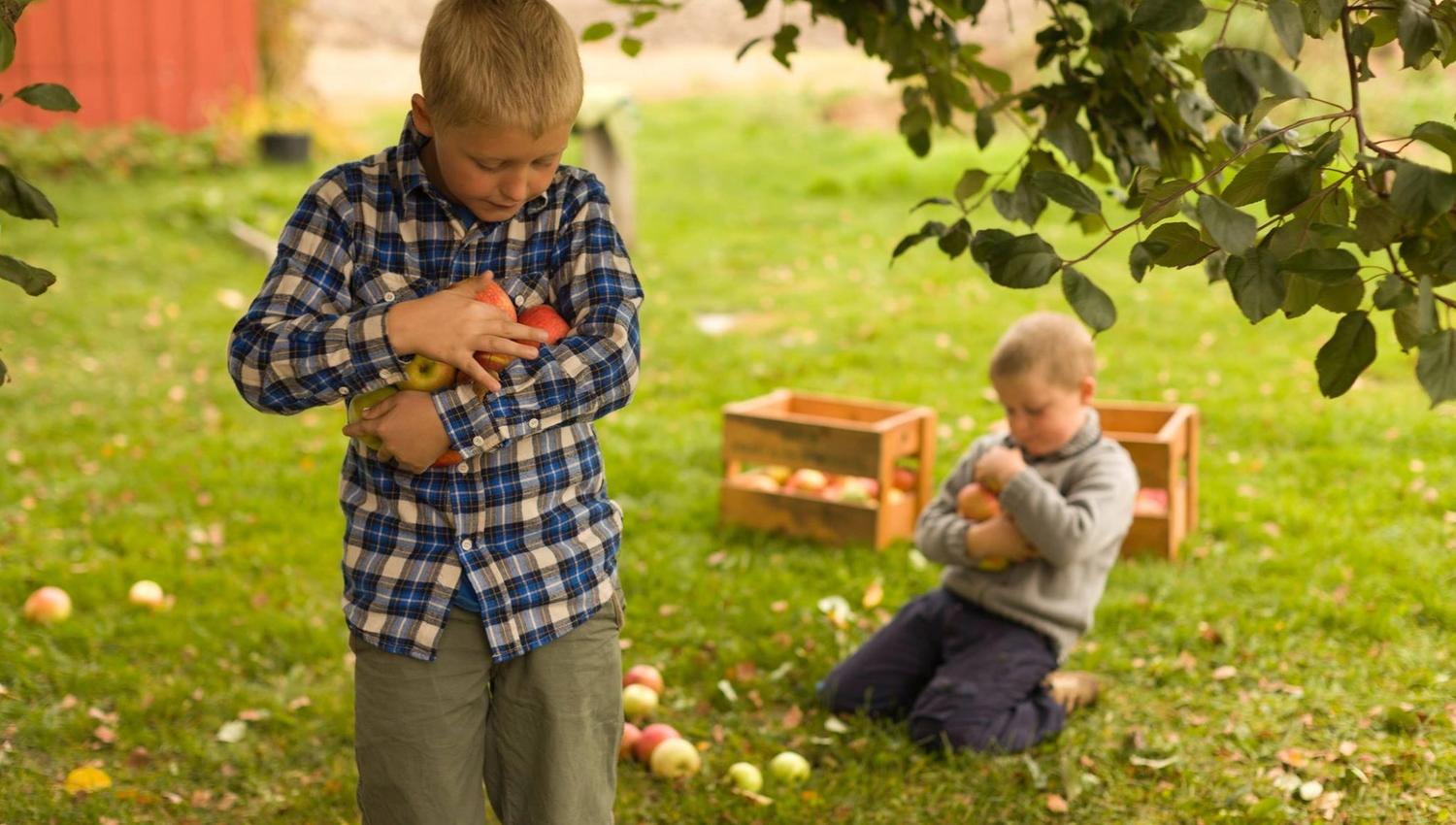 Two boys are picking apples in a garden. One is standing, holding several apples in his arms, while the other sits on the grass, placing apples into a
