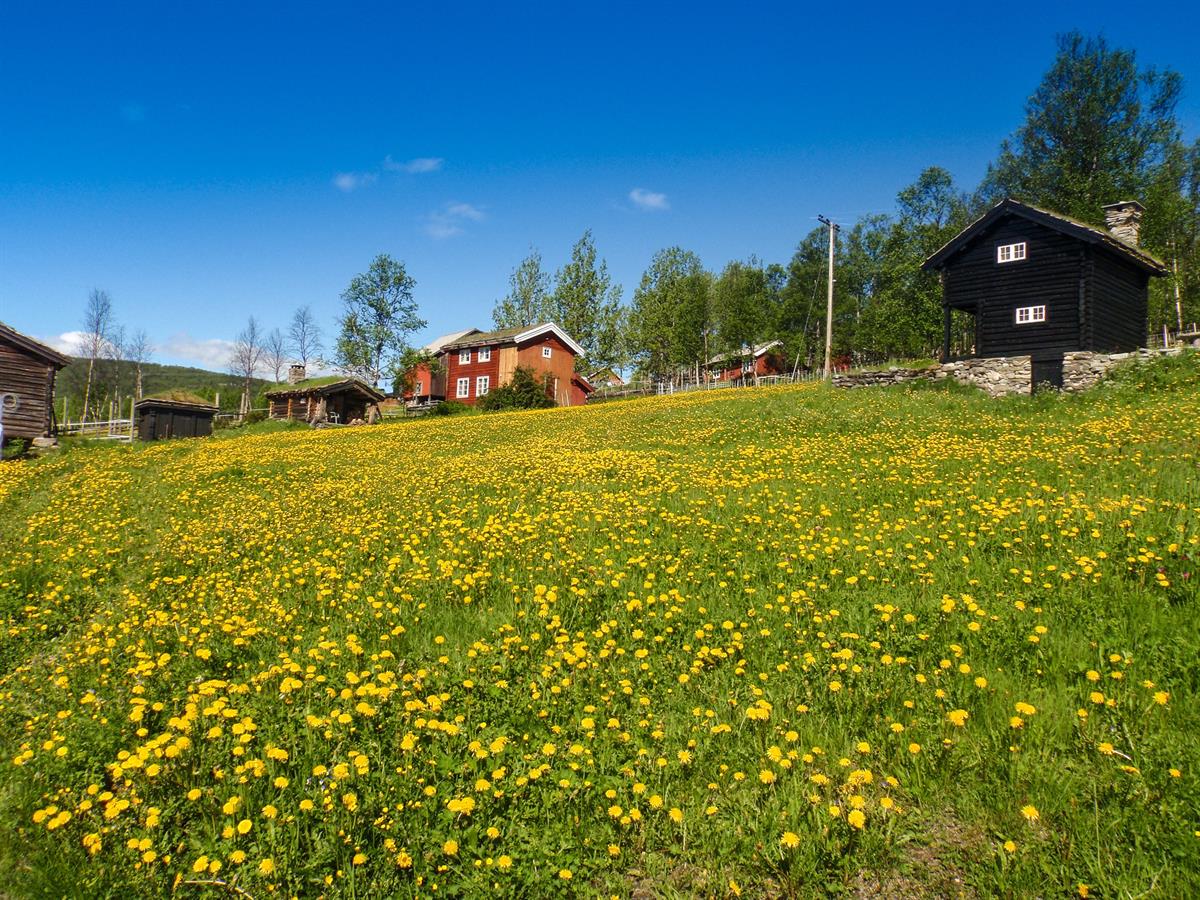 Blomstereng i Skåbu