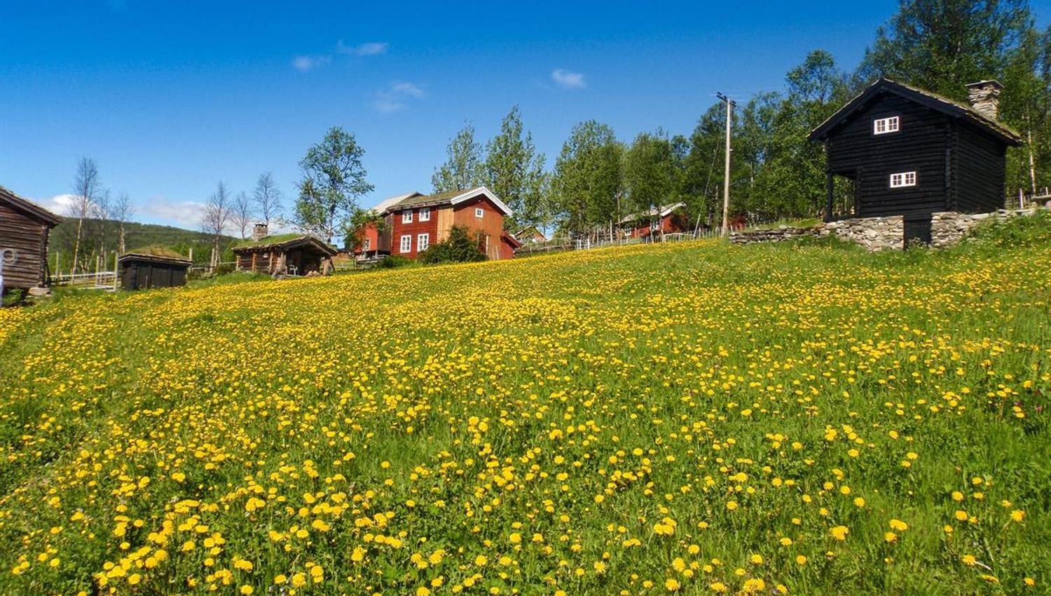 Blomstereng i Skåbu
