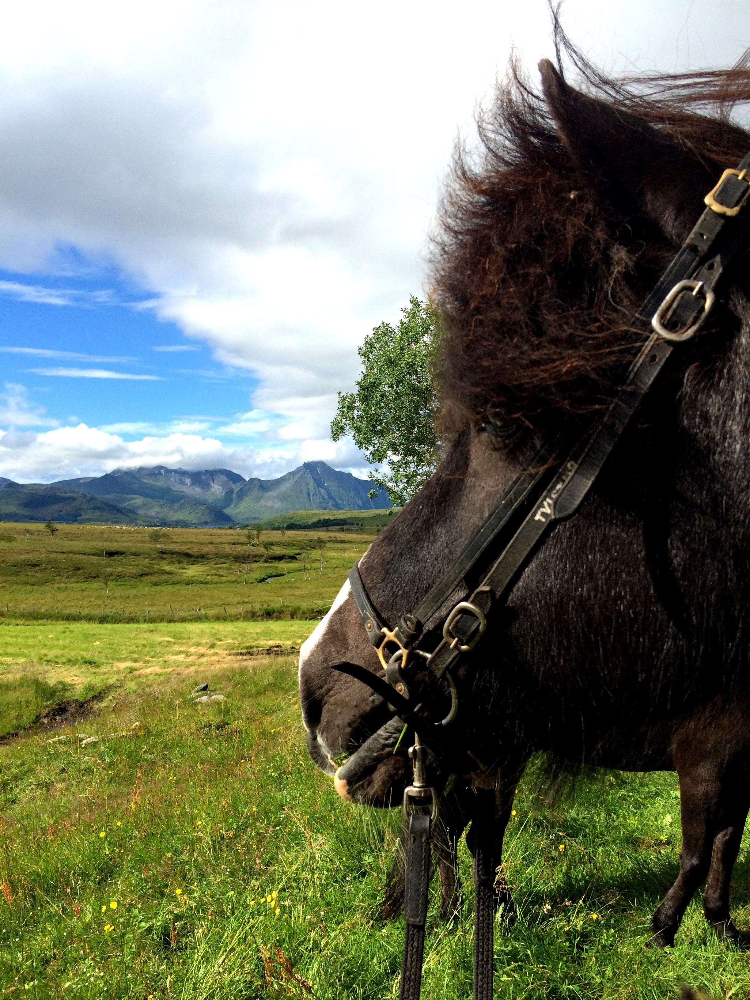 Hest i landskap