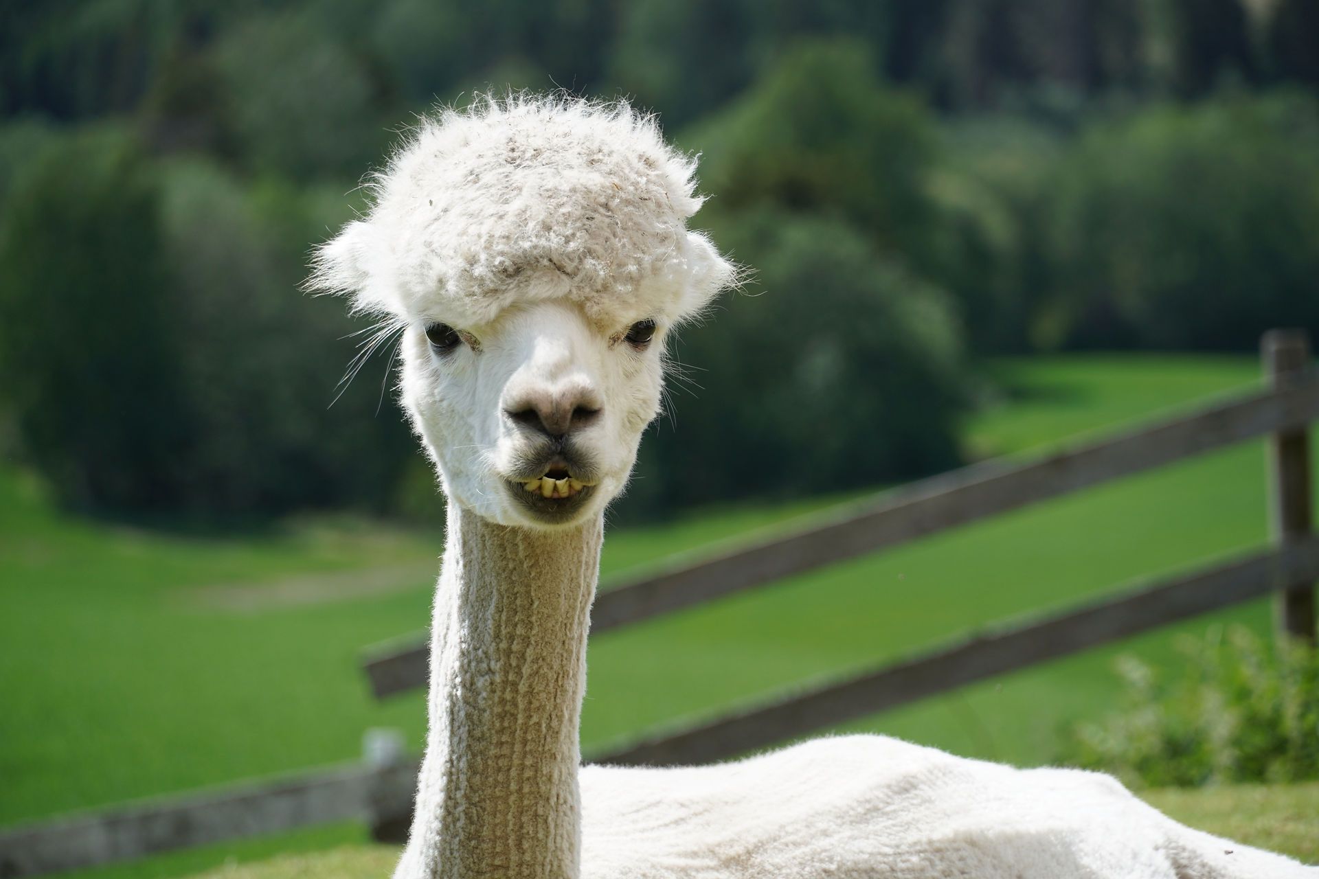 white Alpaca looking into the camera 