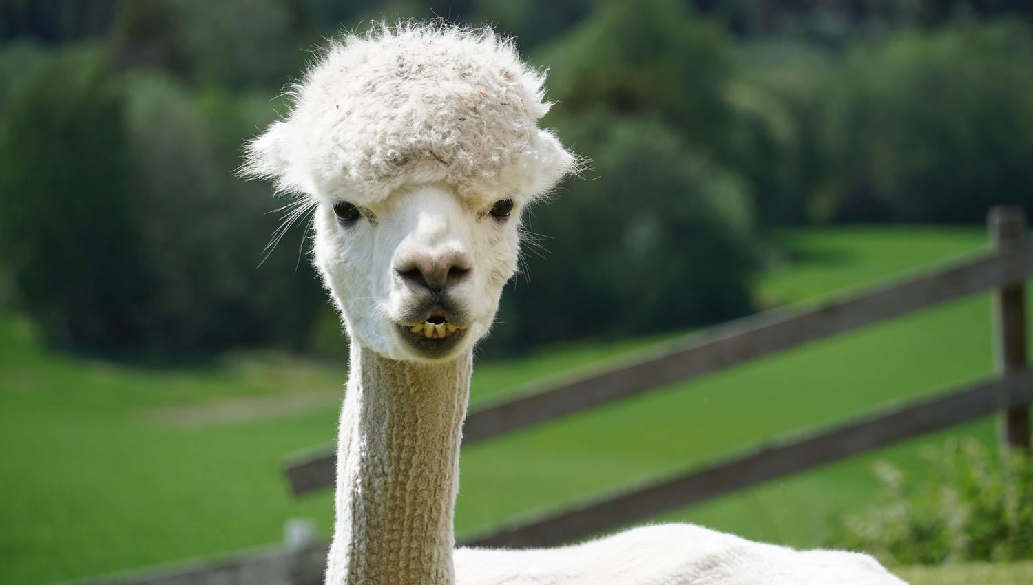 white Alpaca looking into the camera