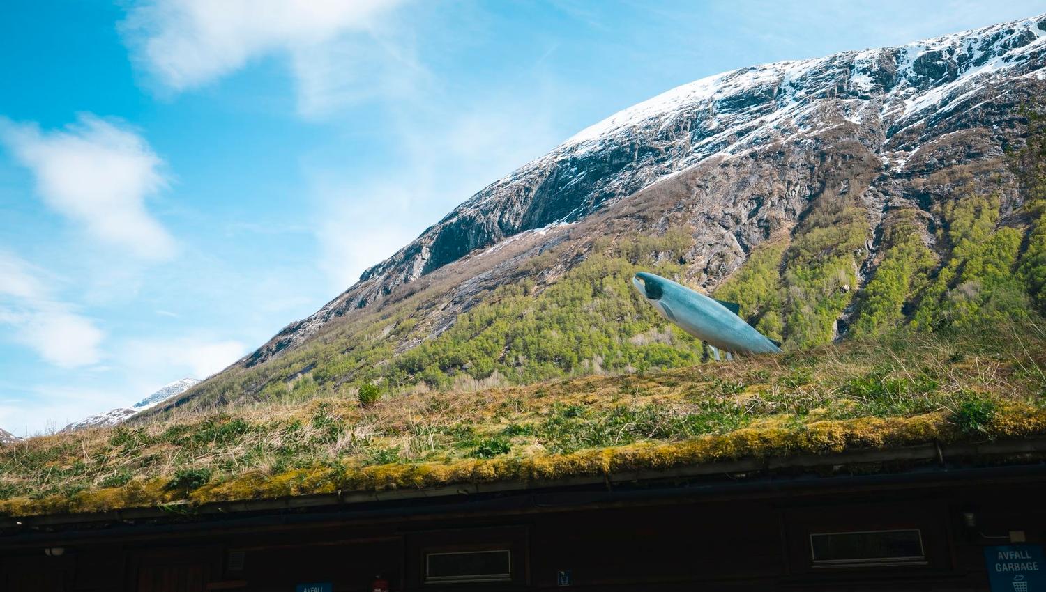 Snow-dusted mountain under blue sky, with a grass-covered roof in foreground and a fish-shaped sculpture above it..