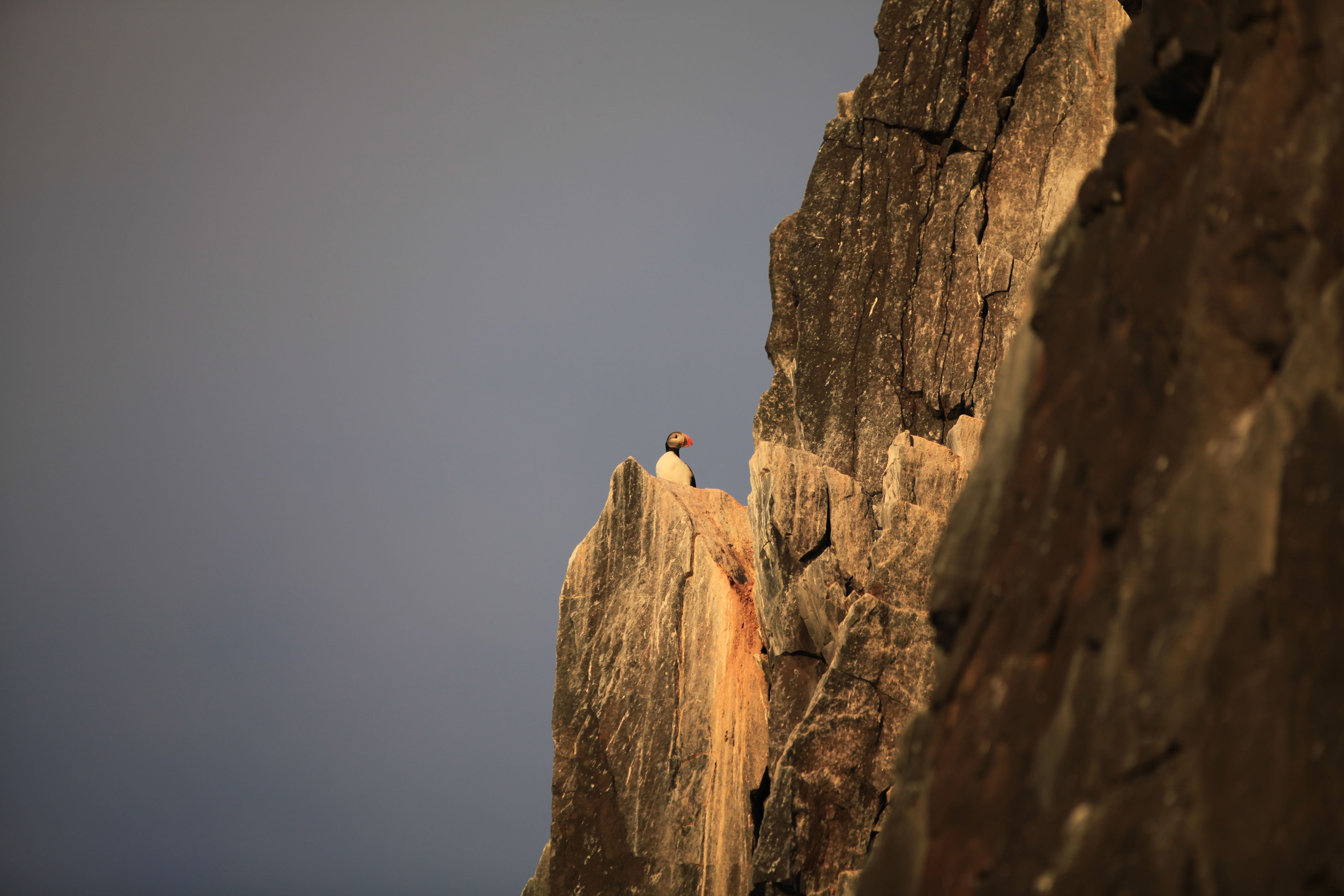 A puffin sitting on a cliffside in sunshine