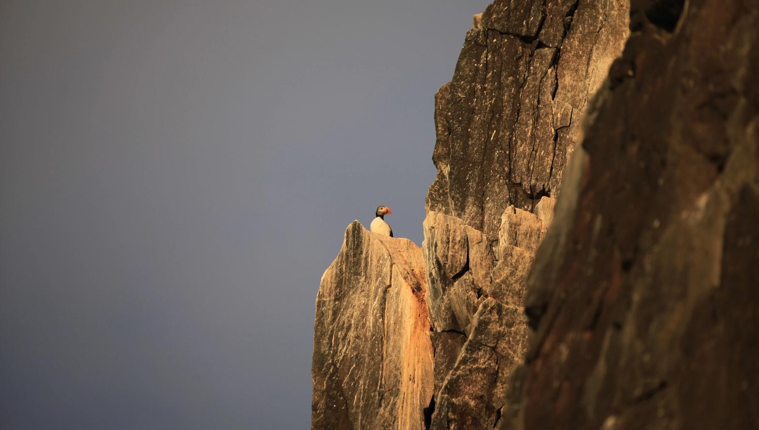 A puffin sitting on a cliffside in sunshine