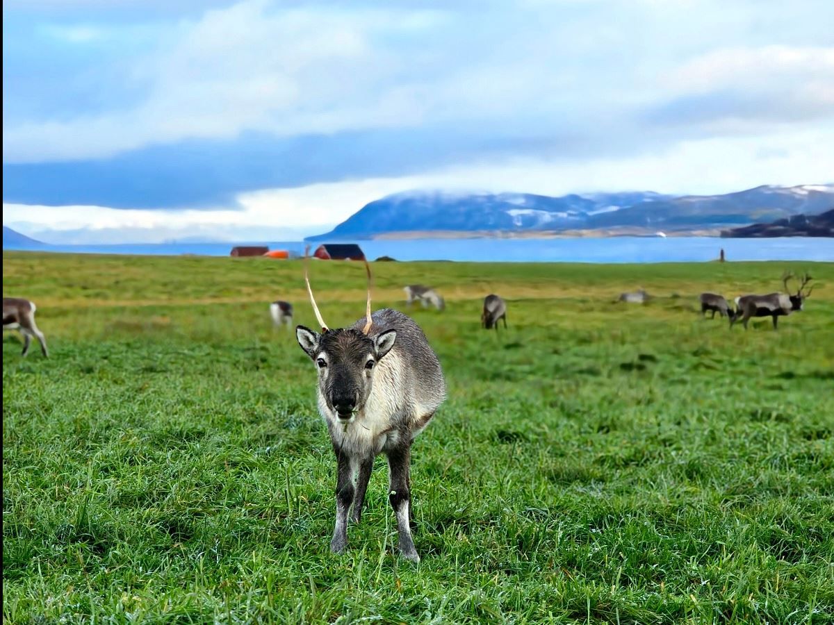 Reindeer