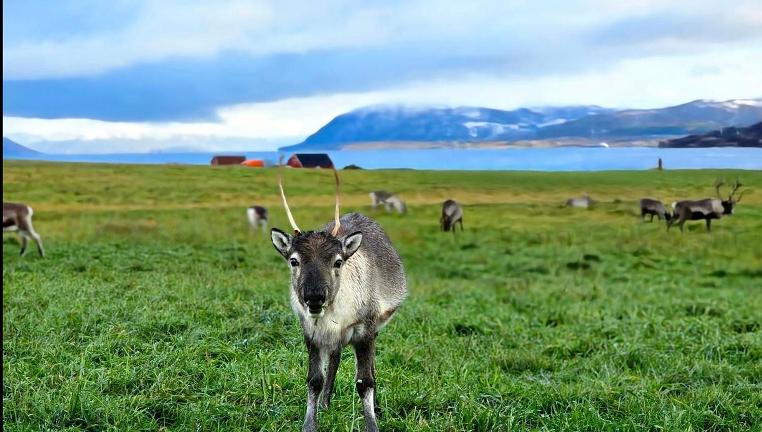 Reindeer
