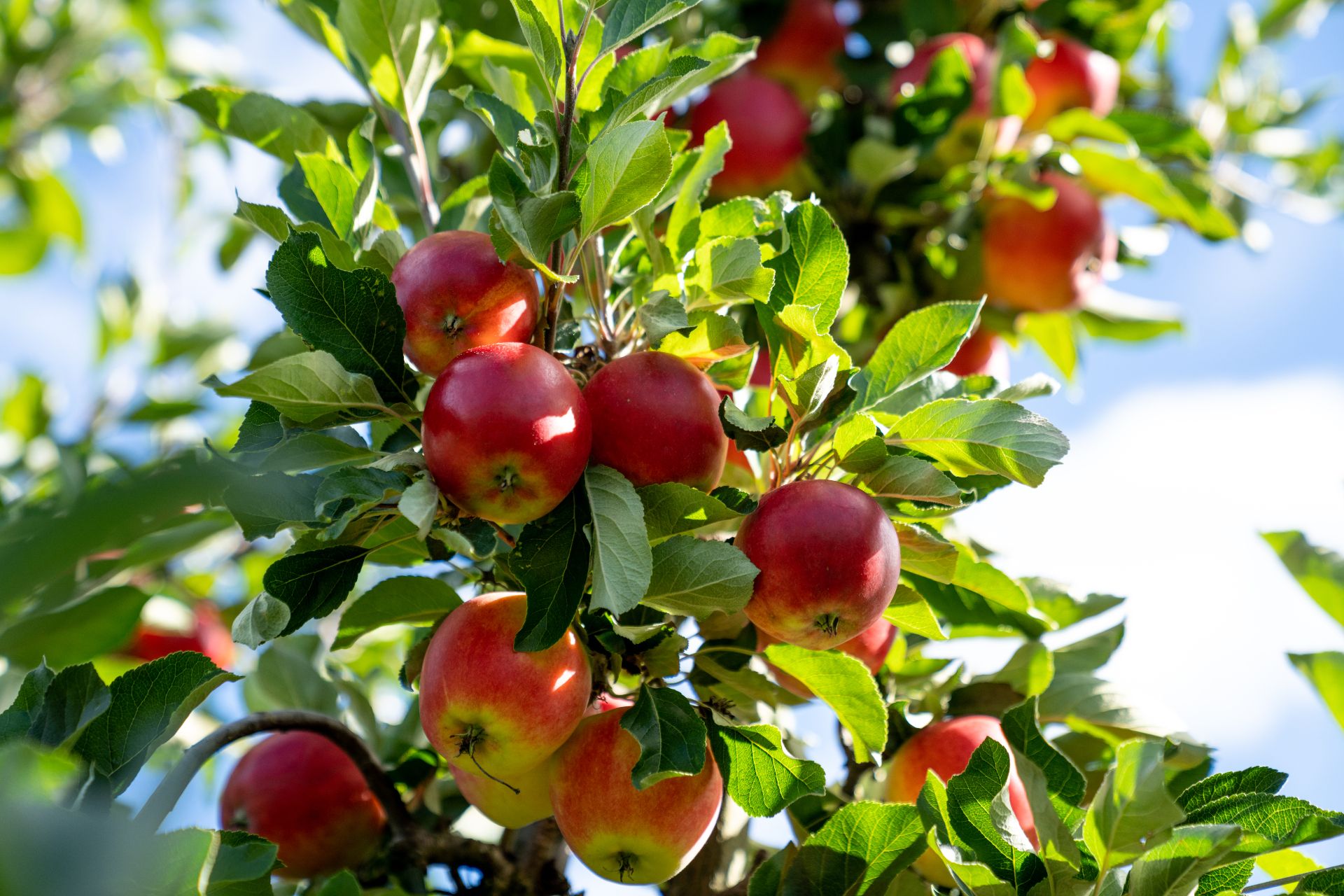 apples on a tree 