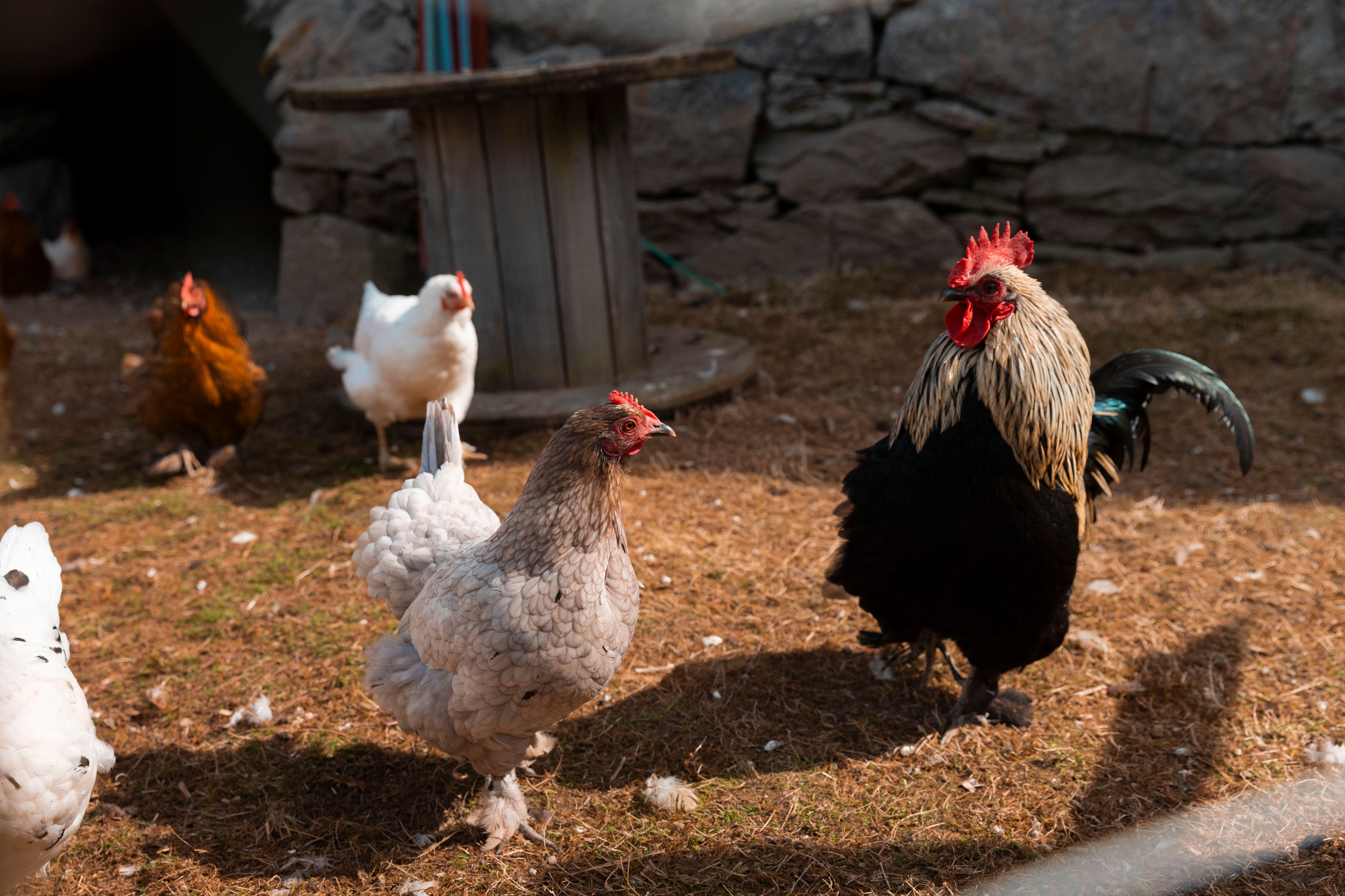 A black rooster and several hens stand on straw and dirt in a sunlit yard, with a stone wall behind them.
