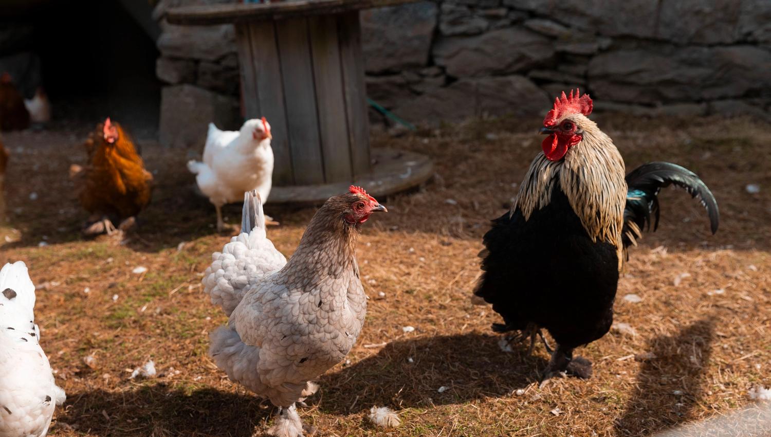 A black rooster and several hens stand on straw and dirt in a sunlit yard, with a stone wall behind them.