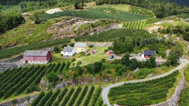 Aerial view of Jaastad Gjestetun surrounded by lush fruit orchards and vibrant nature in Hardanger.