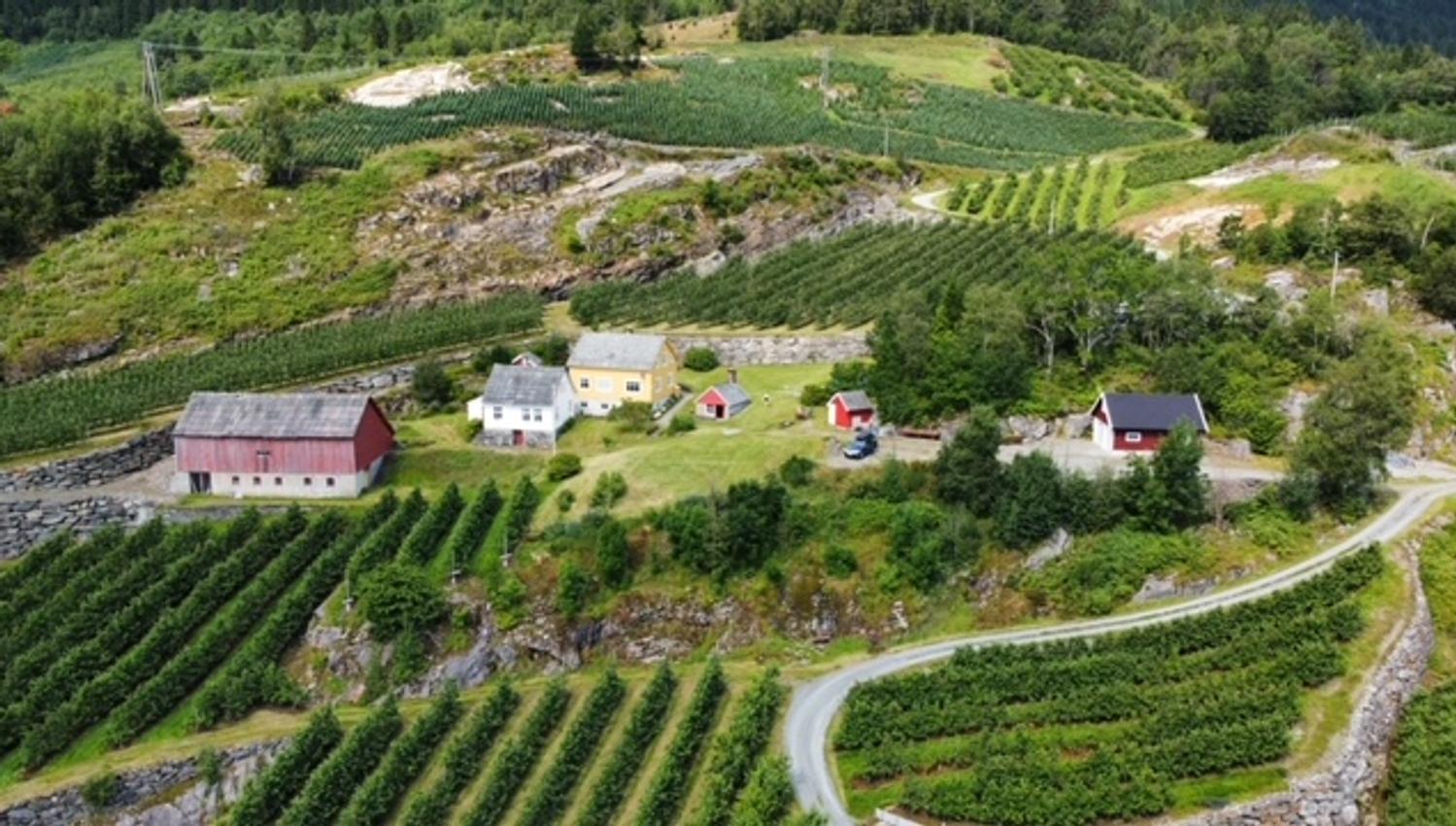 Aerial view of Jaastad Gjestetun surrounded by lush fruit orchards and vibrant nature in Hardanger.