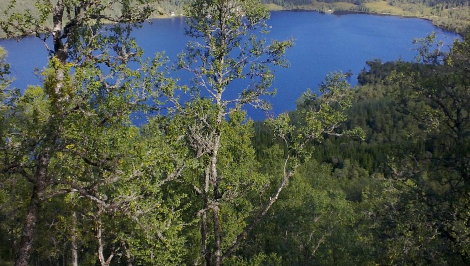 View over blue lake and forested hills near Folgefonn Farm Camping in Hardanger.