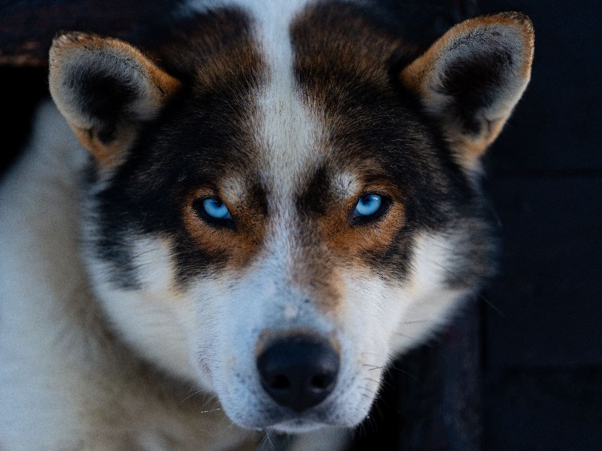 Profilbilde av en av de vakre huskyene