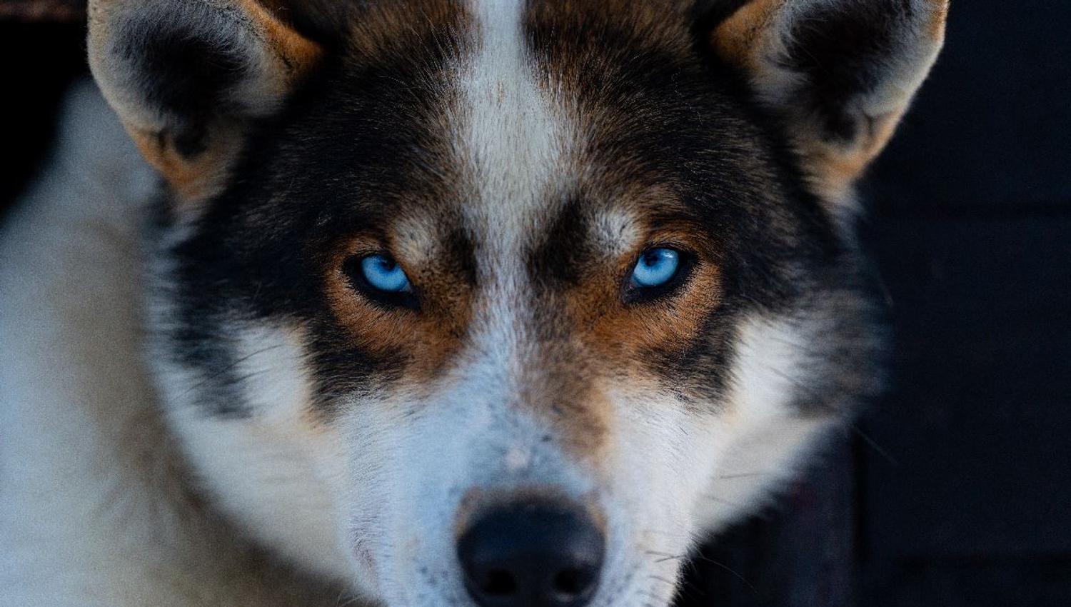Profilbilde av en av de vakre huskyene