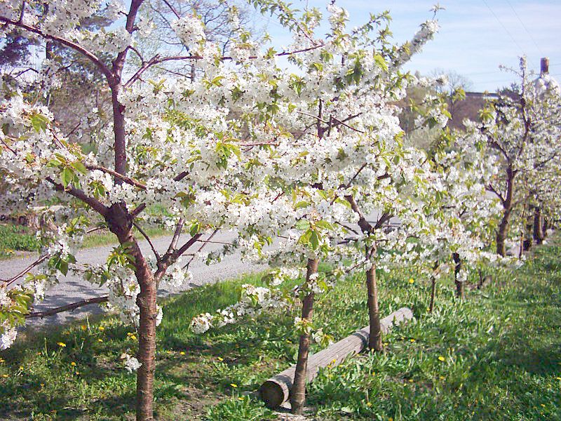 Knatten Fruktgård