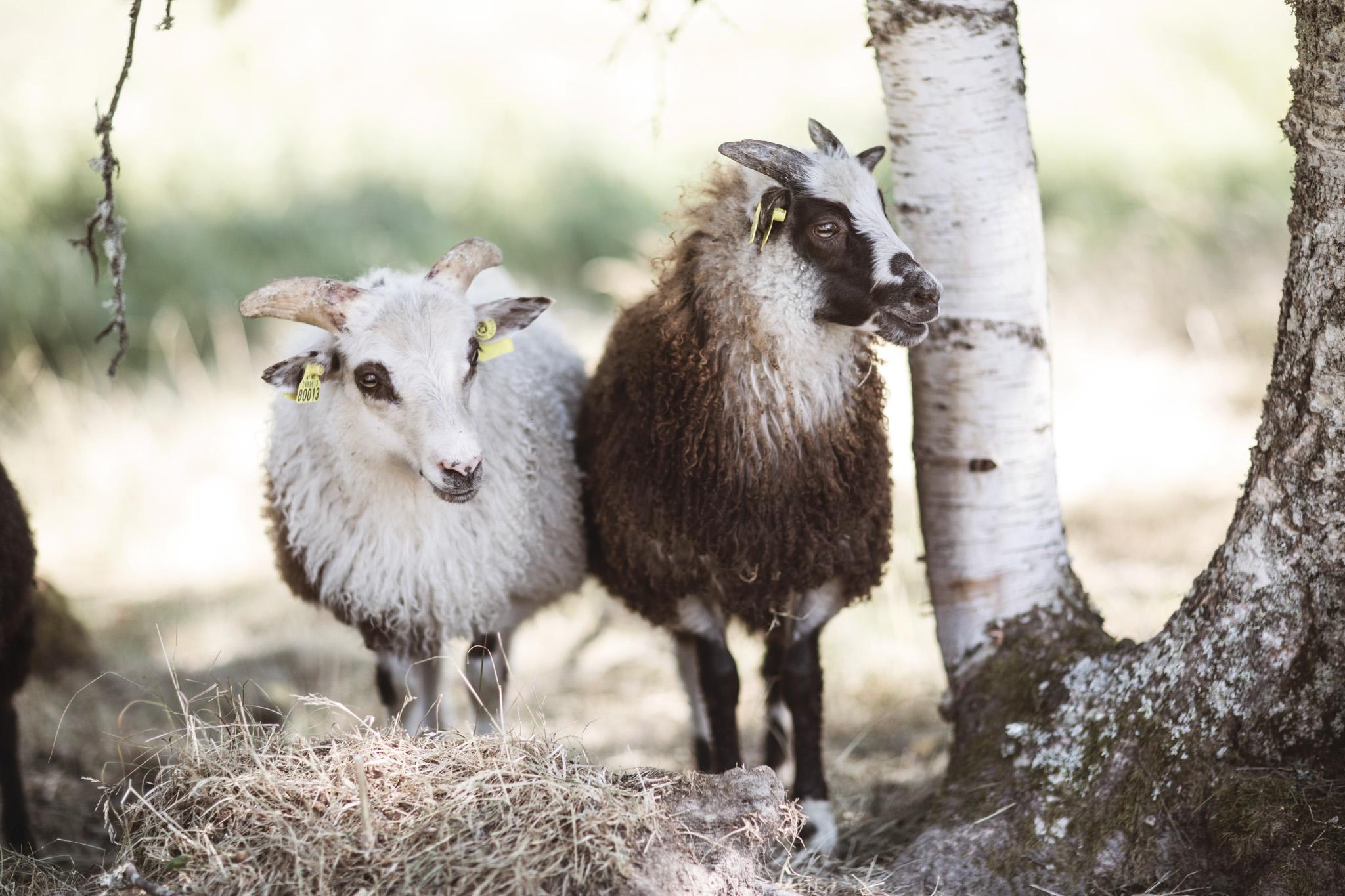 sheeps