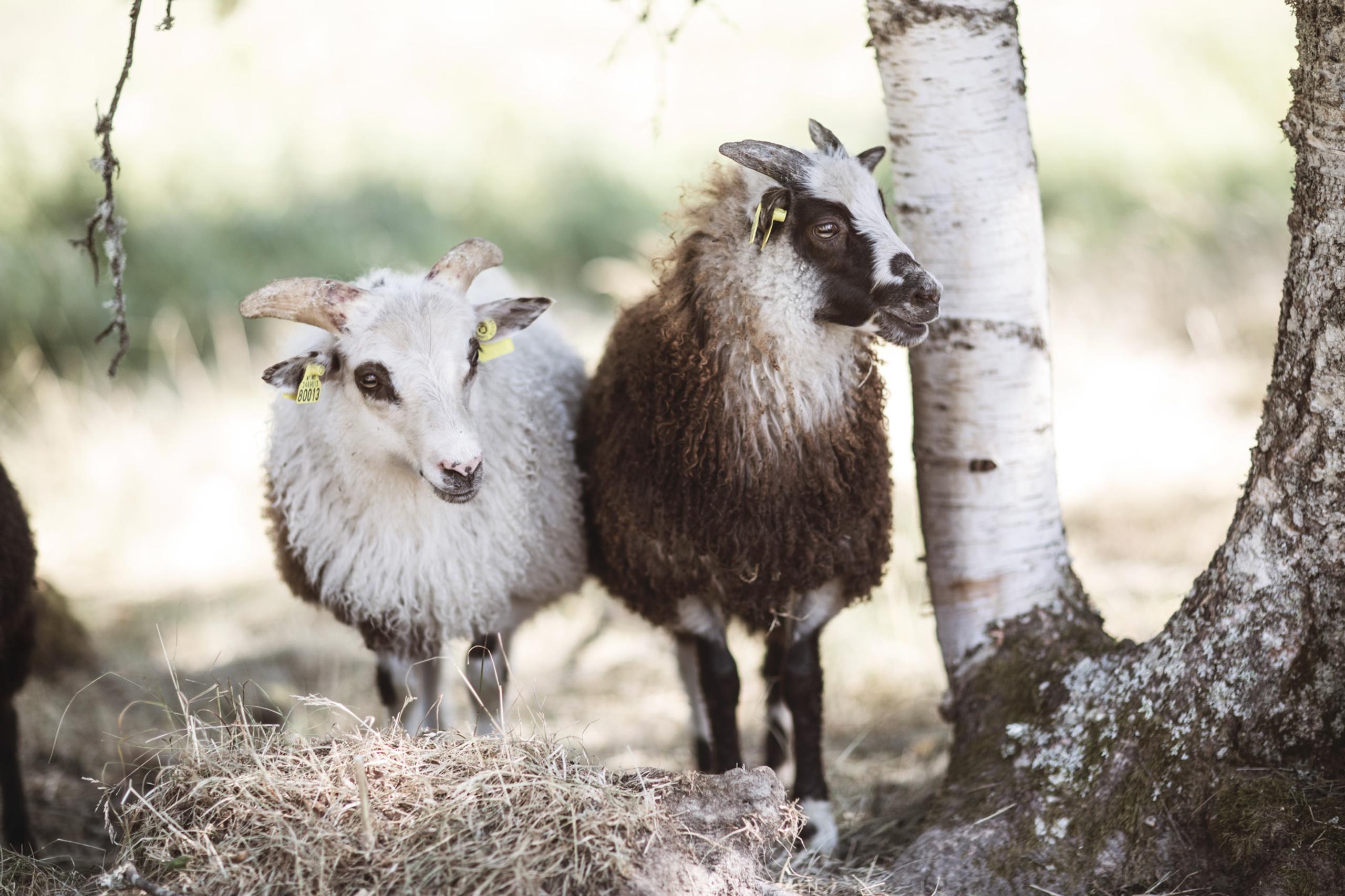 sheeps