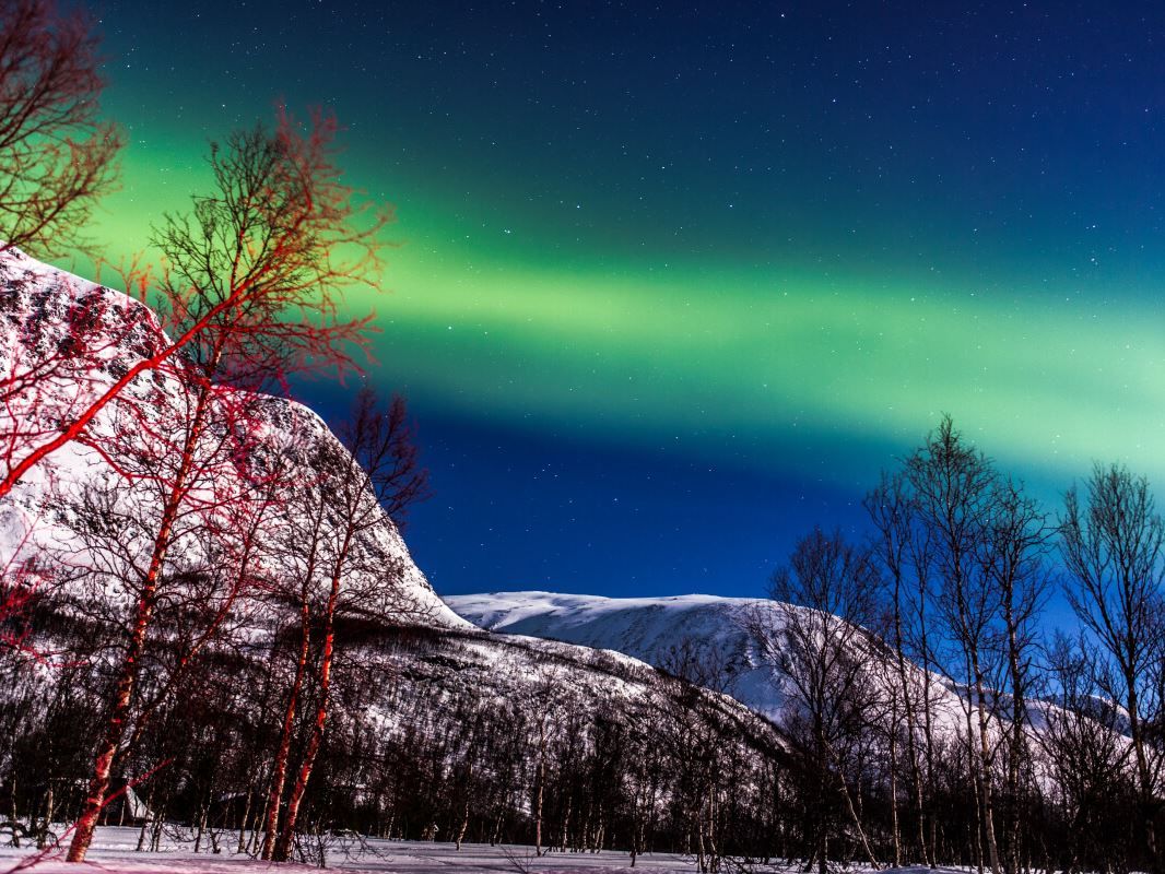 Northern Lights shimmers through the forest