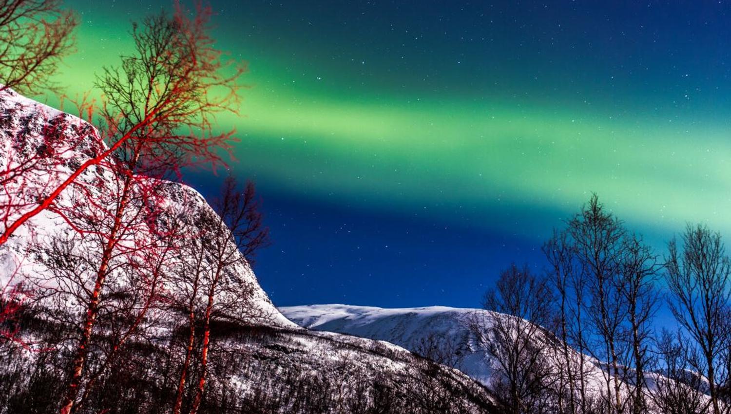 Northern Lights shimmers through the forest