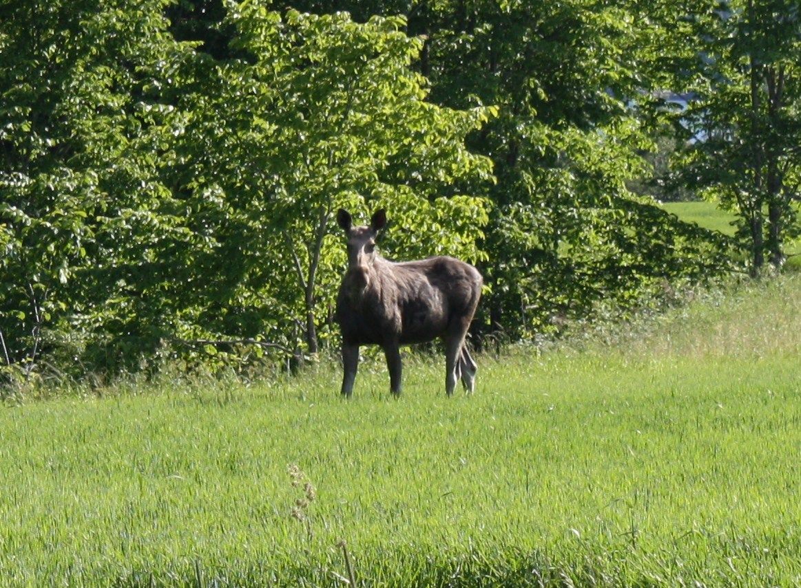 Moose on field