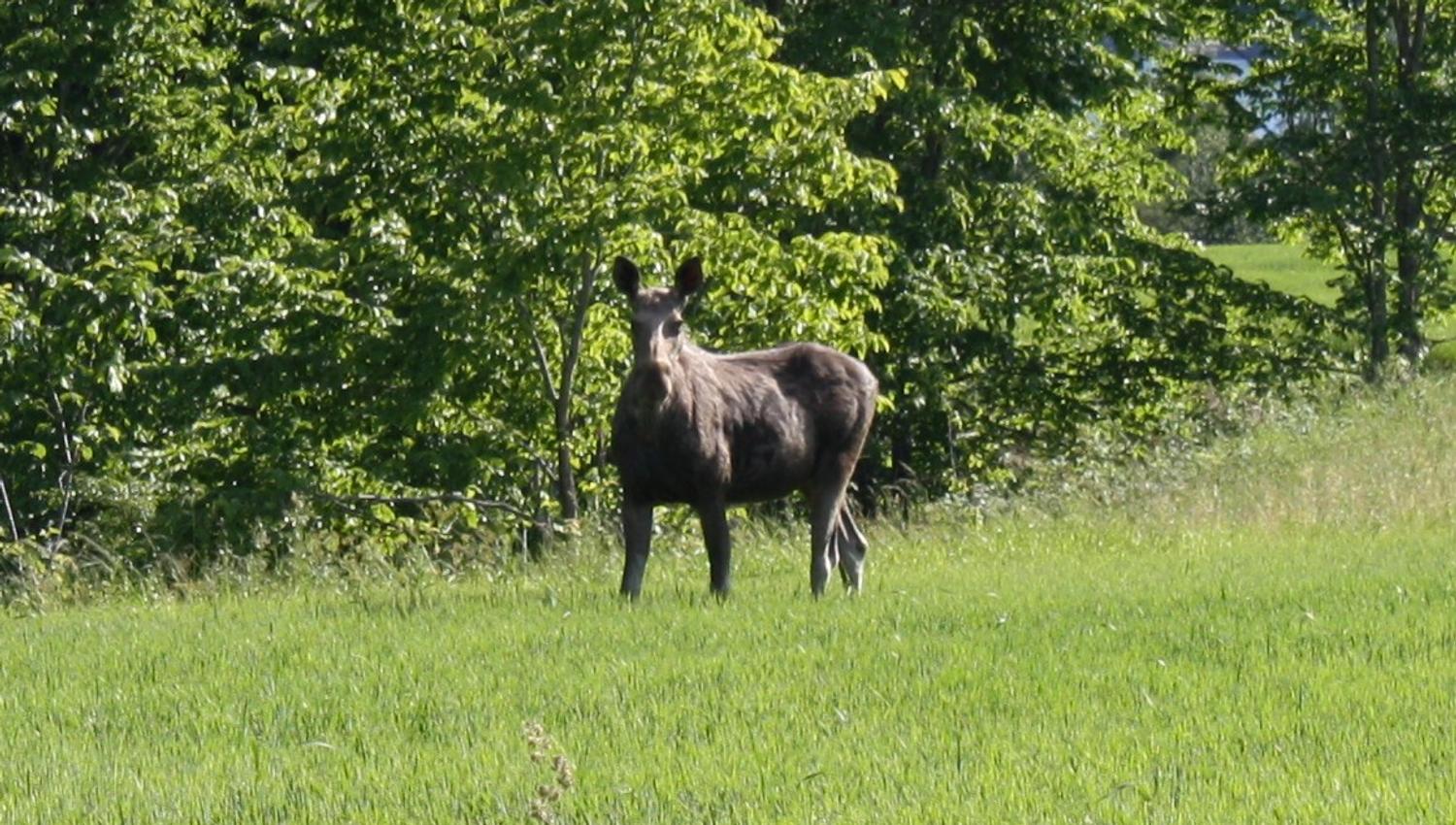 Moose on field