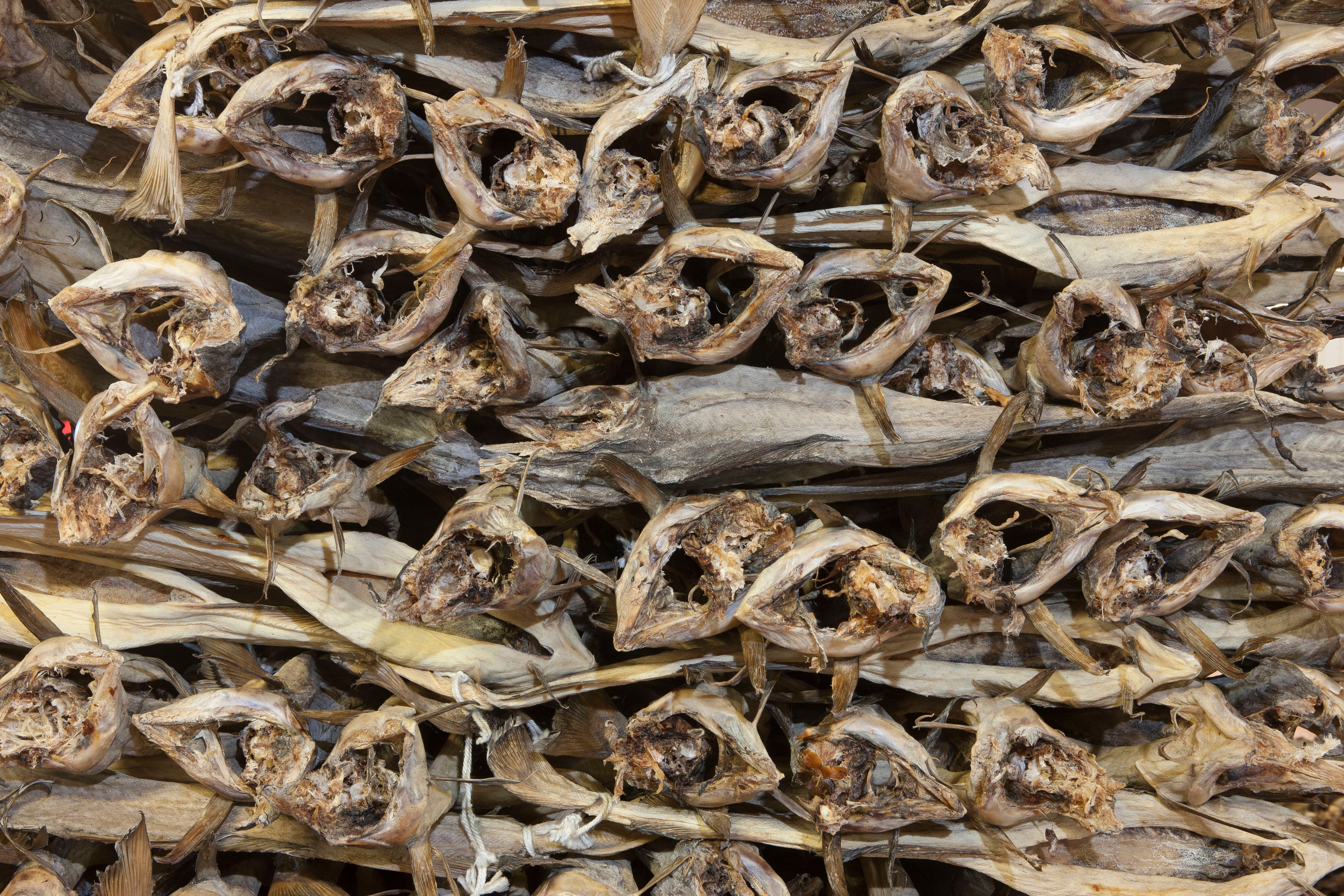 The fish is placed in pallets for drying and storage