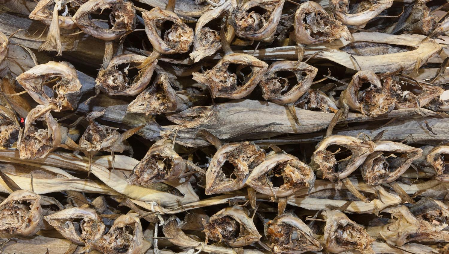 The fish is placed in pallets for drying and storage