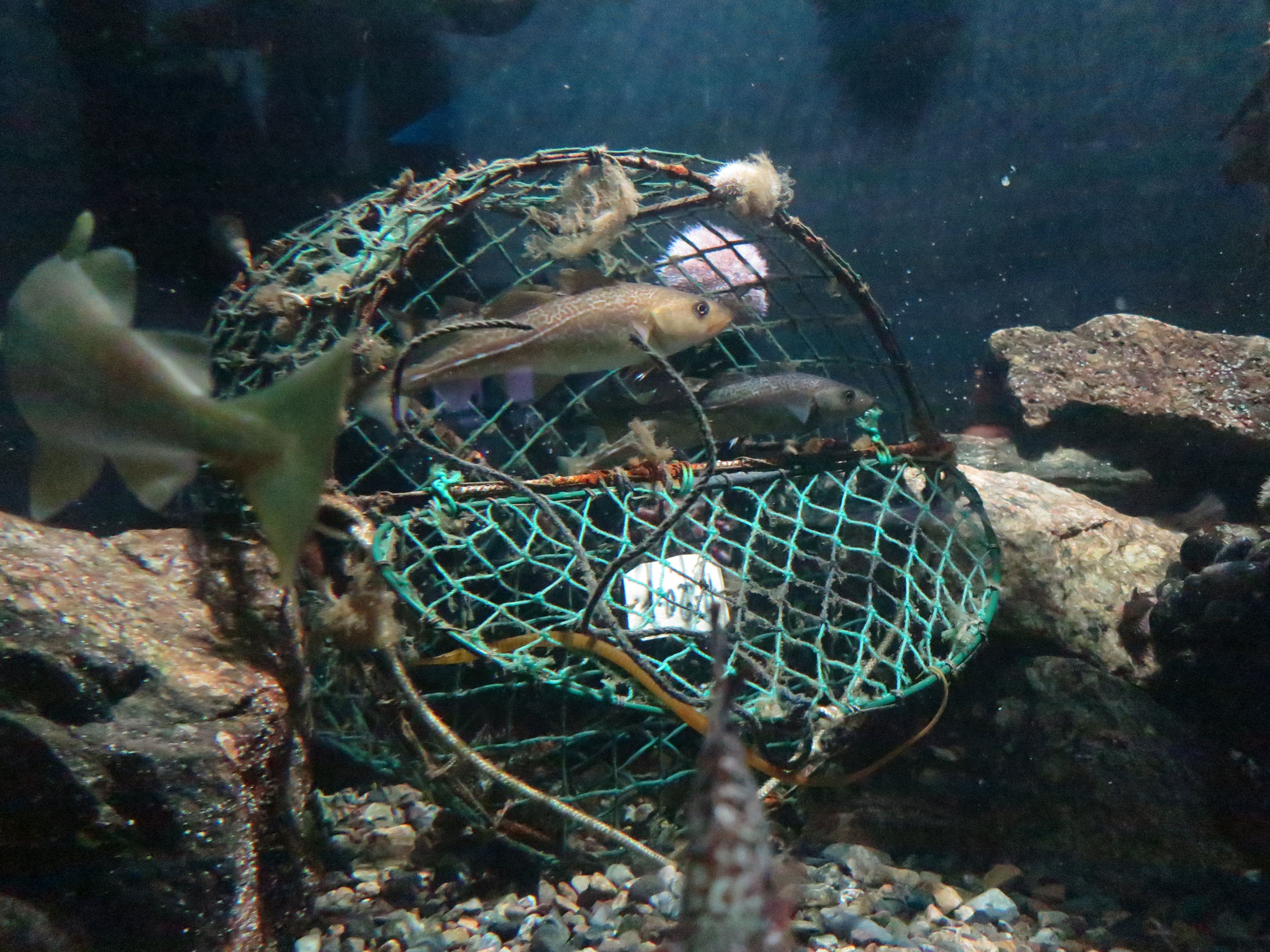 fisk i håv