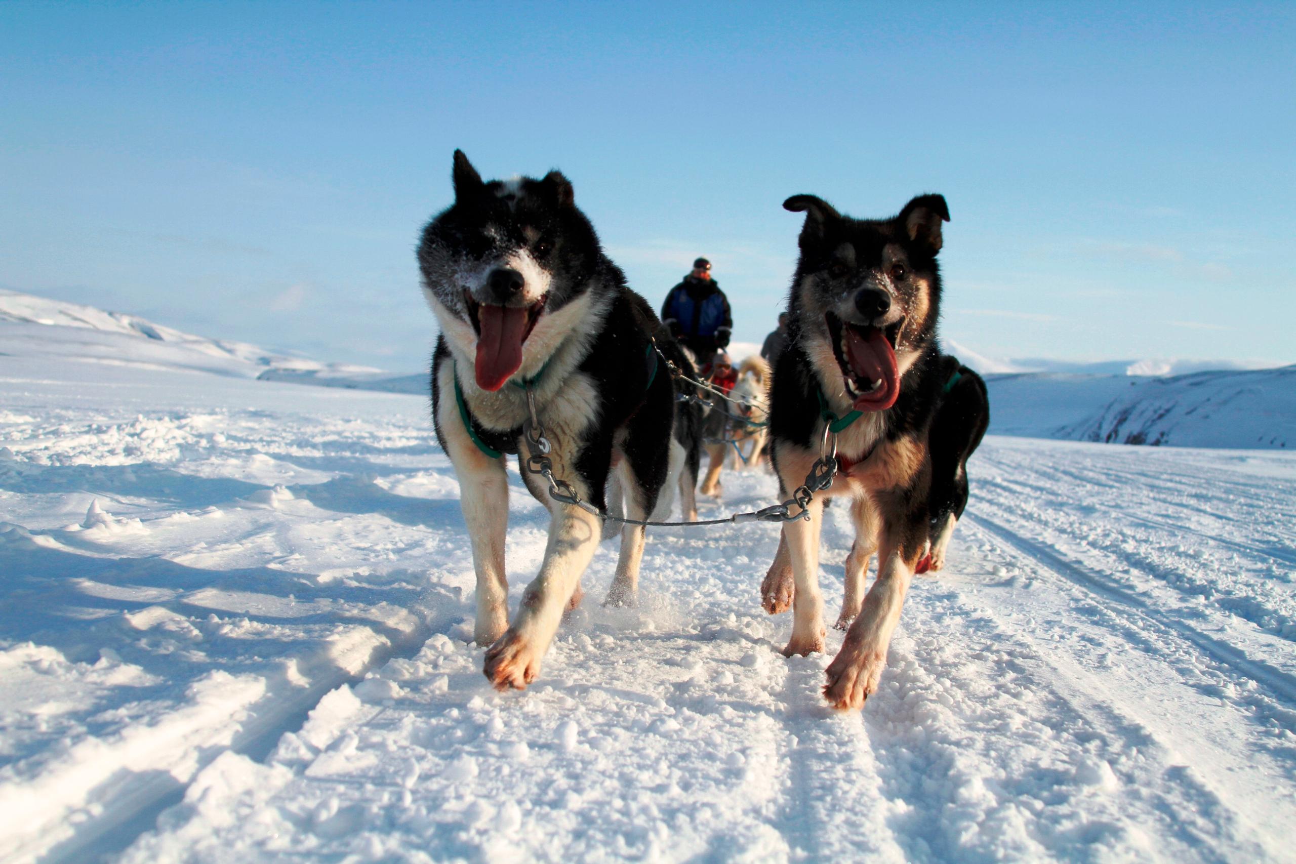 Running dogs