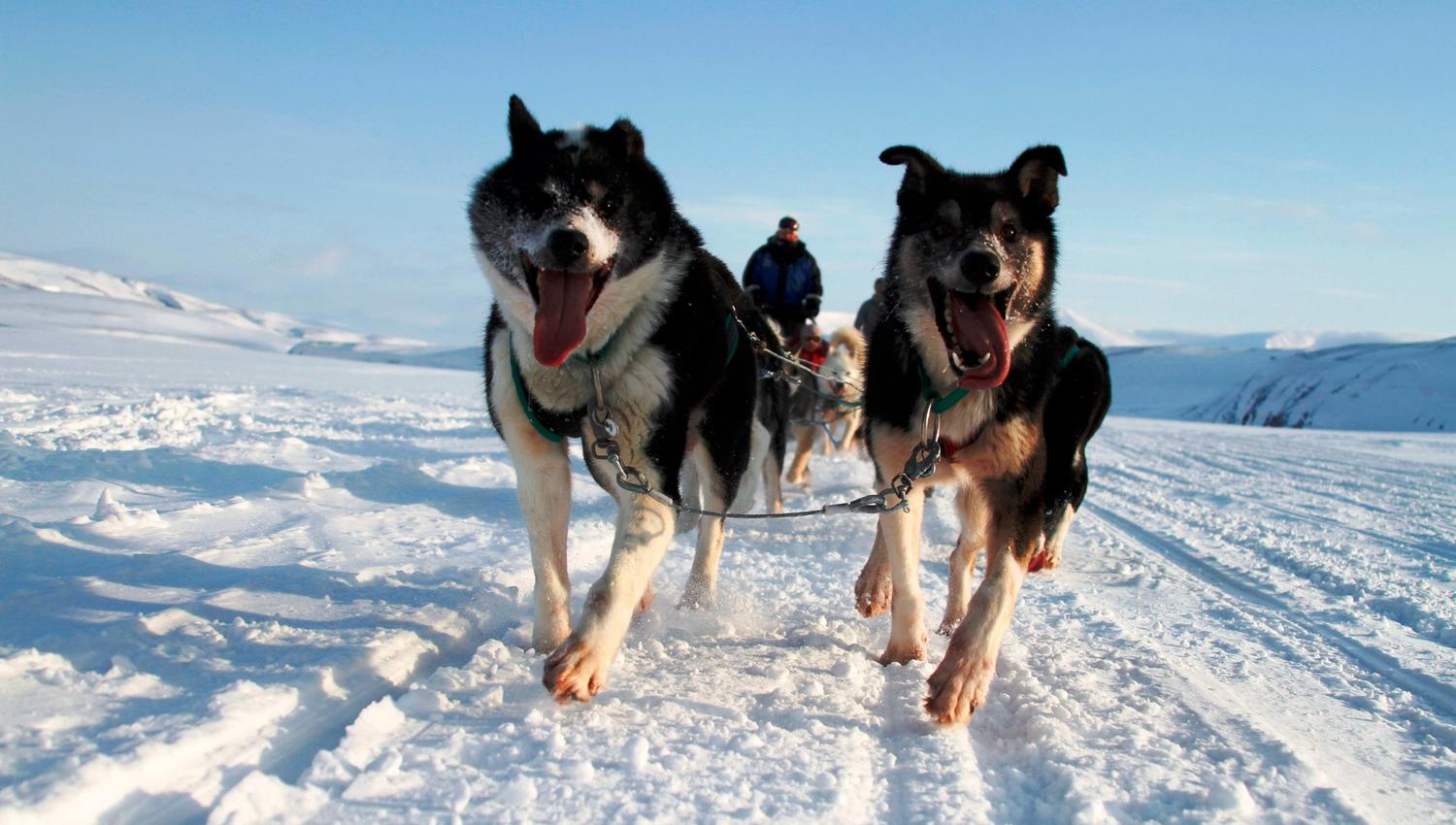 Running dogs