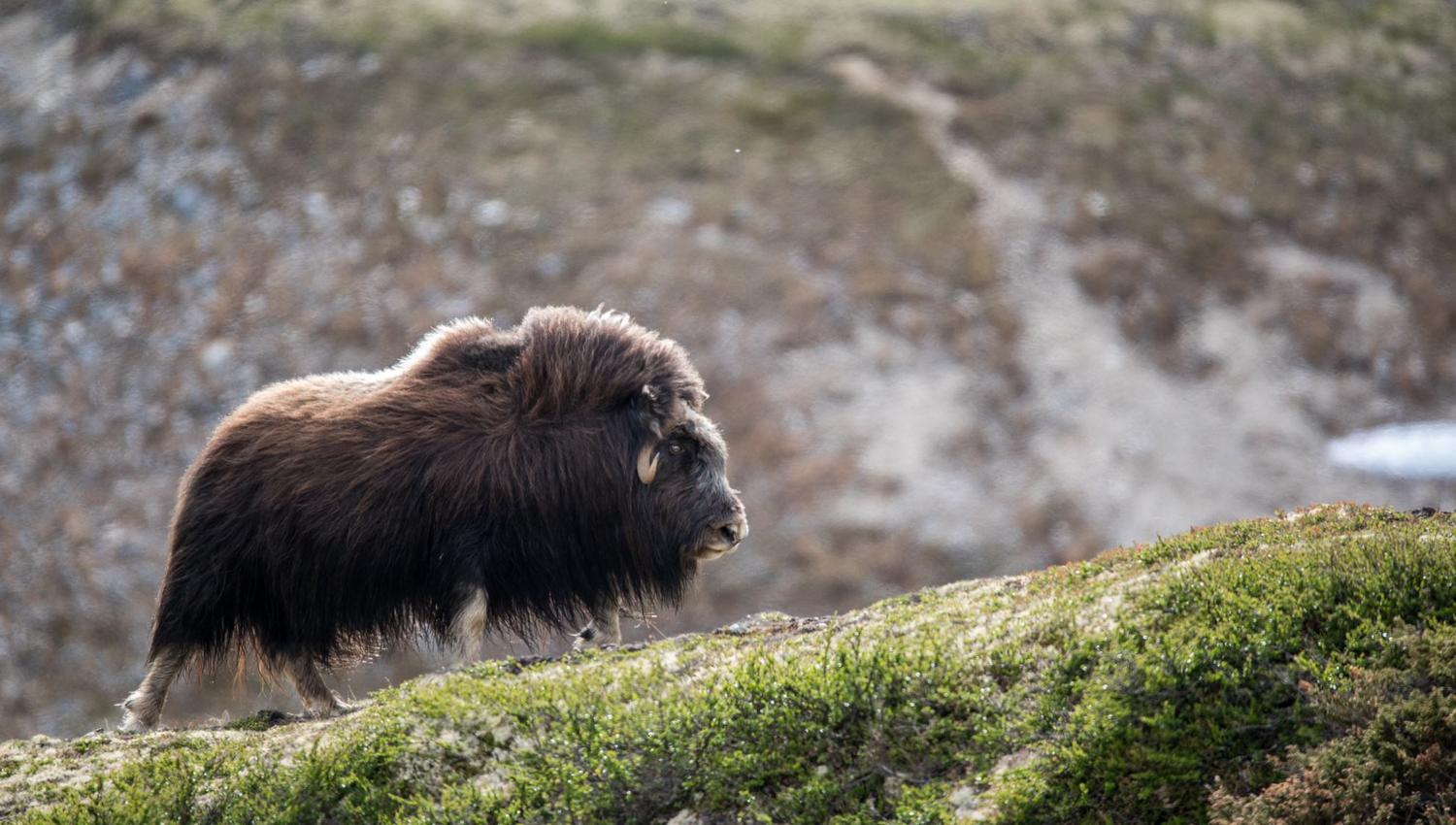 Musk Ox Safari Personal Tour, 2 days