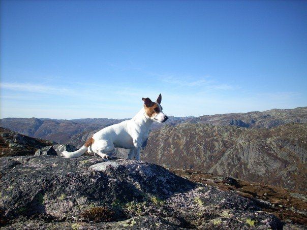 Hund