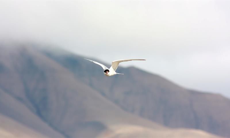 Arctic tern flying near Longyearbyen