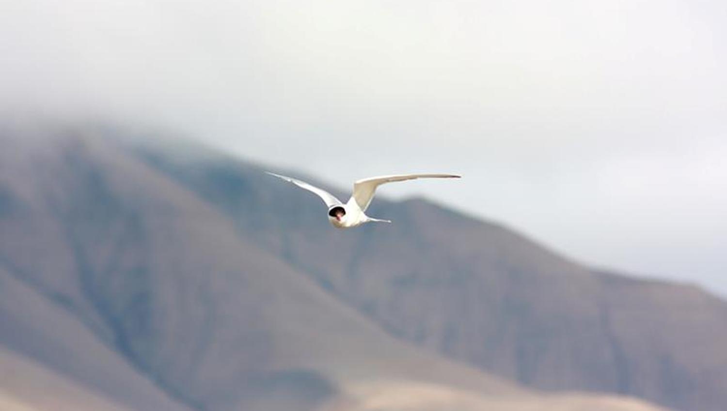 Arctic tern flying near Longyearbyen