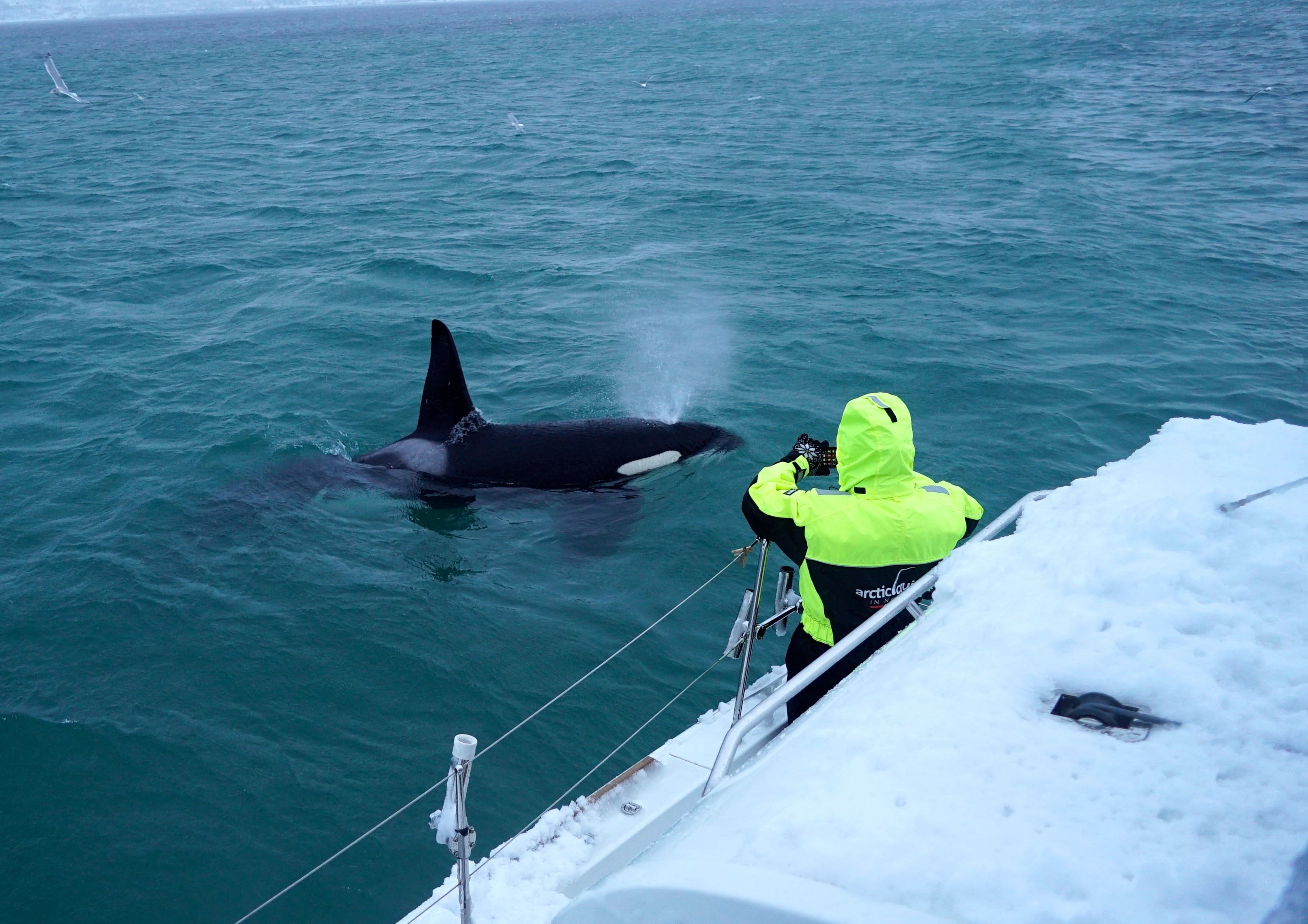 killer whale