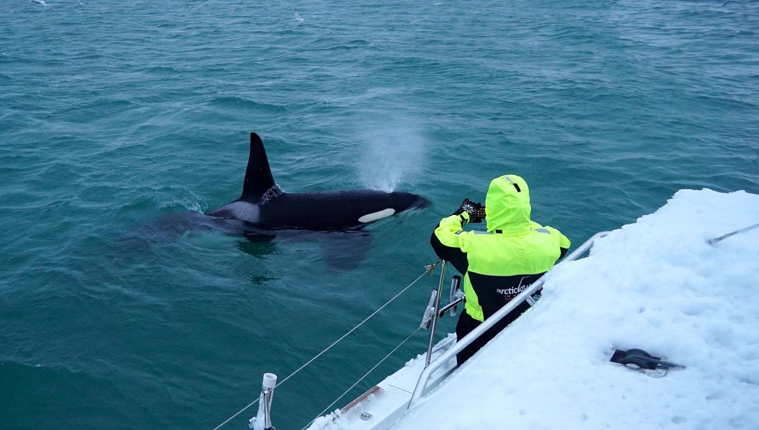 killer whale
