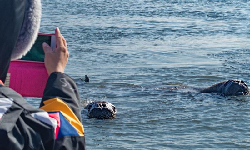 A guest taking pictures of walruses in the water
