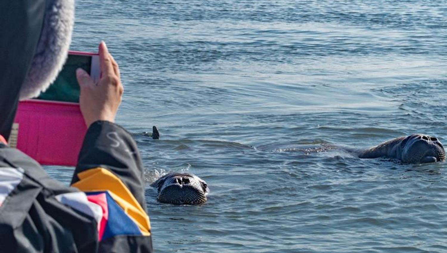 A guest taking pictures of walruses in the water