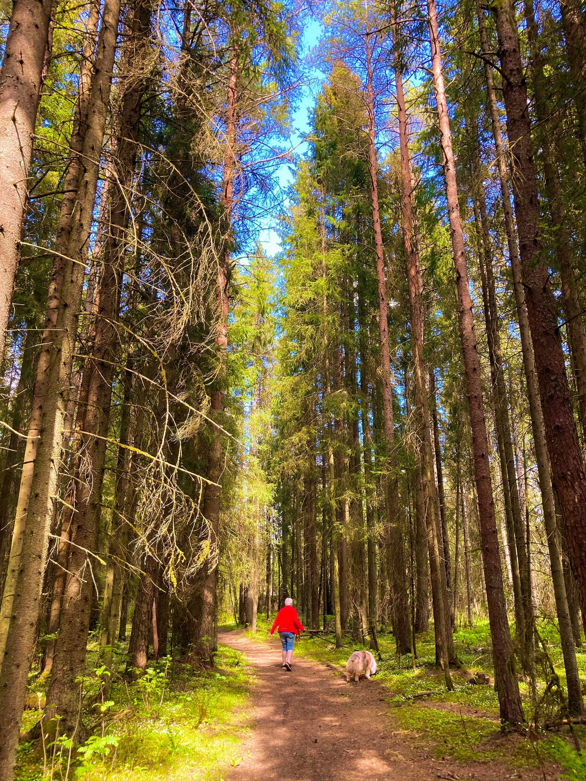 Vandresti gjennom skogen like ved Krigskirkegården