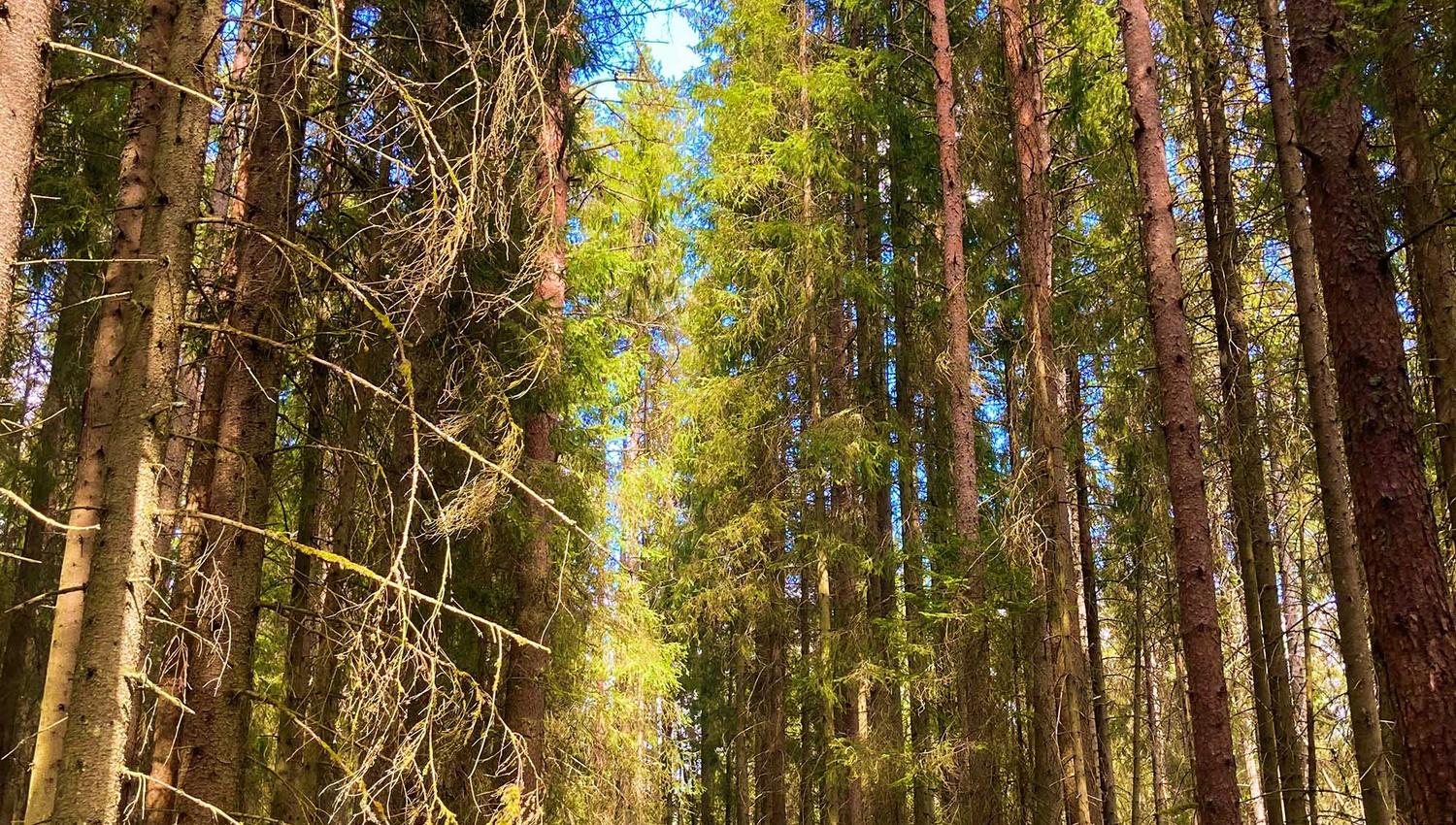 Vandresti gjennom skogen like ved Krigskirkegården