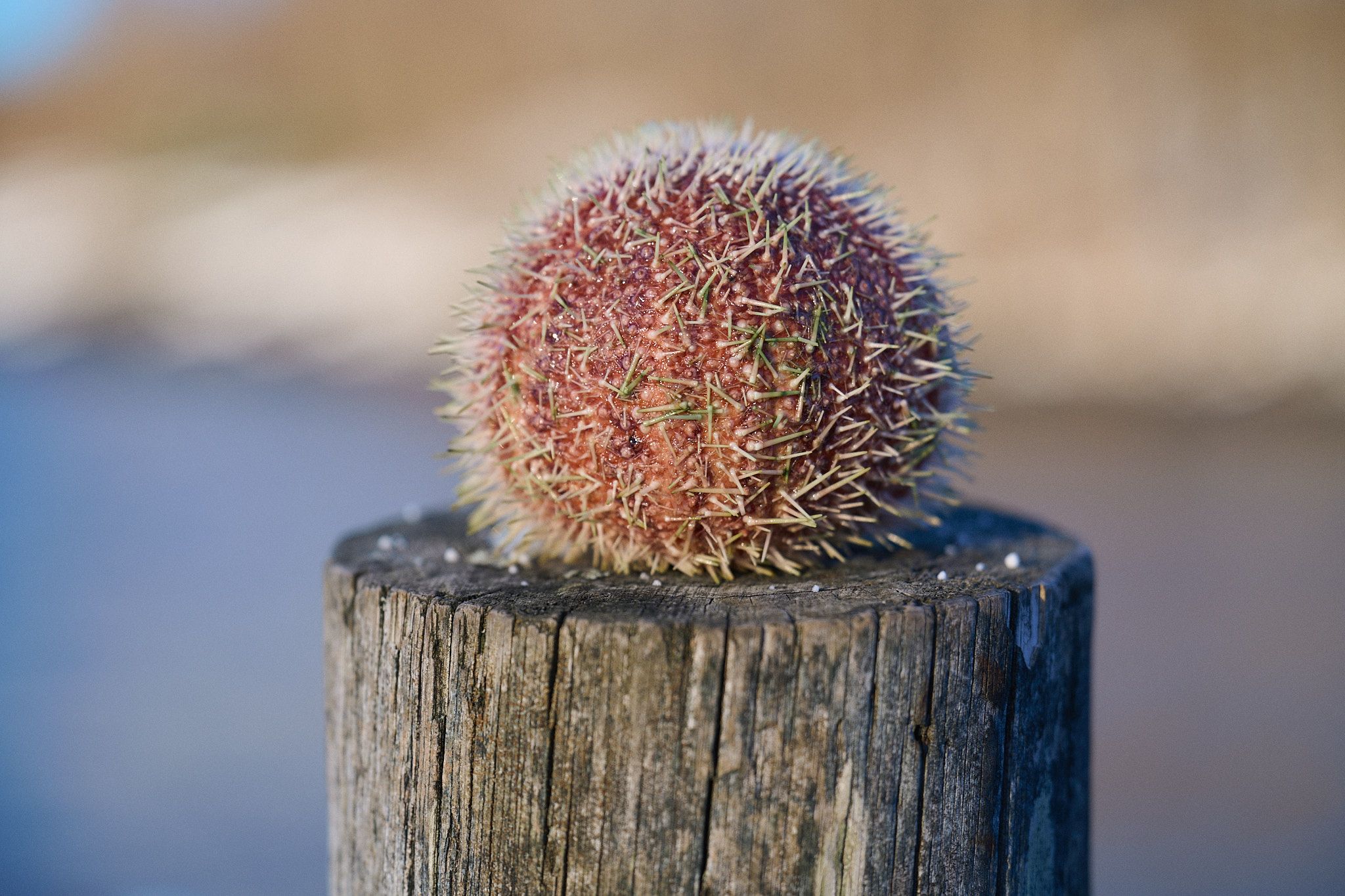 Kråkebolle