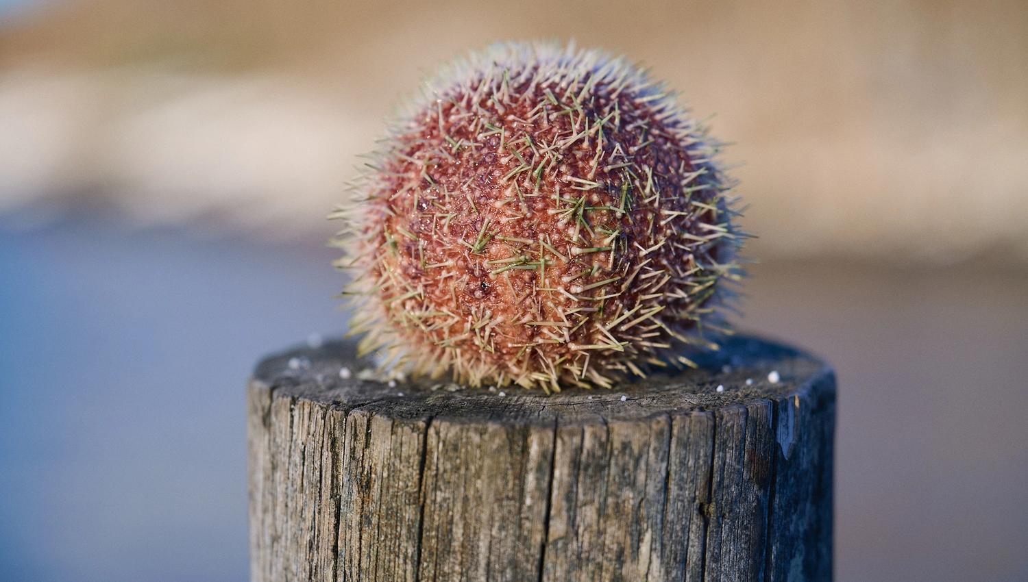 Kråkebolle
