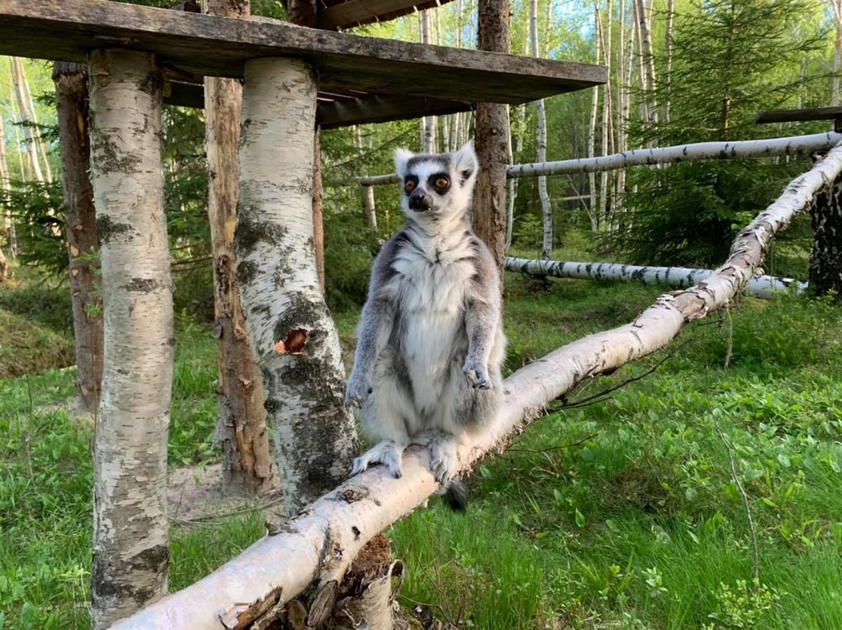 Tangen dyrepark ape