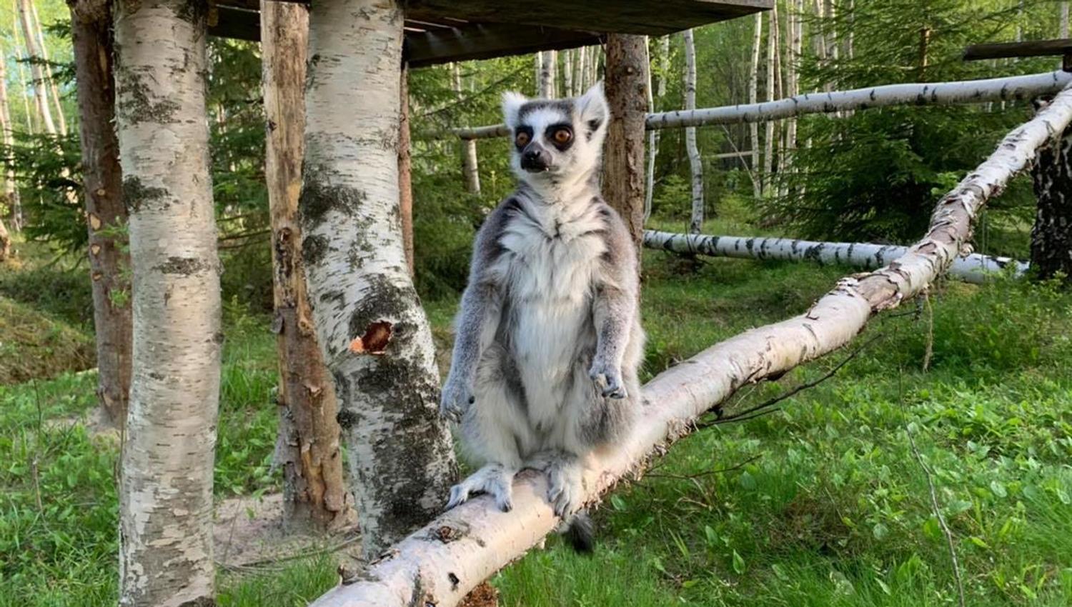 Tangen dyrepark ape